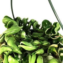 Load image into Gallery viewer, Hoya, 8in HB, Compacta Outer Variegated