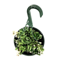 Load image into Gallery viewer, Hoya, 8in HB, Compacta Outer Variegated