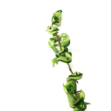 Load image into Gallery viewer, Hoya, 8in HB, Compacta
