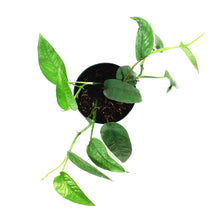Load image into Gallery viewer, Epipremnum Pinnatum, 4in, Cebu Blue