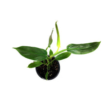 Load image into Gallery viewer, Philodendron, 4in, Subhastatum