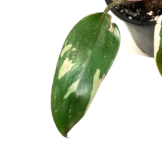 Philodendron, 4in, Pink Princess