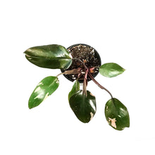 Load image into Gallery viewer, Philodendron, 4in, Pink Princess