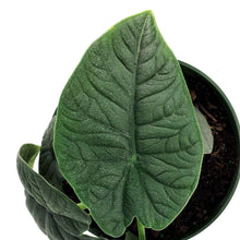 Load image into Gallery viewer, Alocasia, 6in, Melo