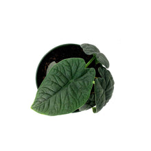 Load image into Gallery viewer, Alocasia, 6in, Melo