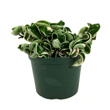 Load image into Gallery viewer, Hoya, 6in, Compacta Outer Variegated