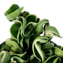 Load image into Gallery viewer, Hoya, 6in, Compacta Outer Variegated