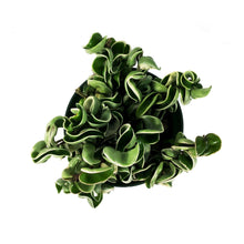 Load image into Gallery viewer, Hoya, 6in, Compacta Outer Variegated