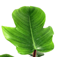 Load image into Gallery viewer, Philodendron, 6in, Squamiferum