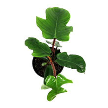 Load image into Gallery viewer, Philodendron, 6in, Squamiferum