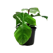 Load image into Gallery viewer, Philodendron, 6in, Squamiferum