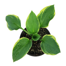 Load image into Gallery viewer, Hosta, 1 gal, Aureomarginata