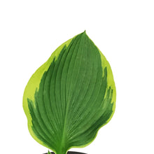 Load image into Gallery viewer, Hosta, 1 gal, Aureomarginata