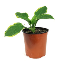 Load image into Gallery viewer, Hosta, 1 gal, Aureomarginata