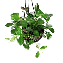 Load image into Gallery viewer, Hoya, 8in HB, Australis