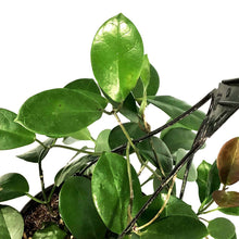 Load image into Gallery viewer, Hoya, 8in HB, Australis