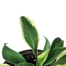 Load image into Gallery viewer, Hosta, 1 gal, Firn Line
