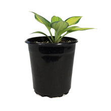 Load image into Gallery viewer, Hosta, 1 gal, June