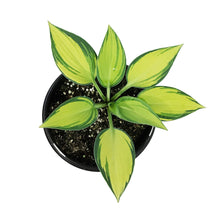 Load image into Gallery viewer, Hosta, 1 gal, June