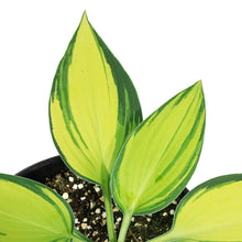 Load image into Gallery viewer, Hosta, 1 gal, June
