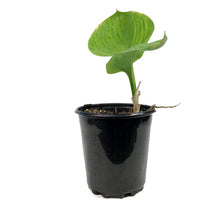 Load image into Gallery viewer, Hosta, 1 gal, Sum and Substance