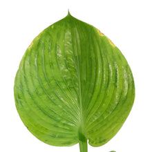 Load image into Gallery viewer, Hosta, 1 gal, Sum and Substance