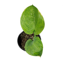 Load image into Gallery viewer, Hosta, 1 gal, Sum and Substance
