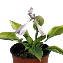 Load image into Gallery viewer, Hosta, 1 gal, Sunny Halcyon
