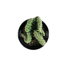 Load image into Gallery viewer, Cactus, 9cm, Opuntia Cylindrica Cris, Emerald Idol