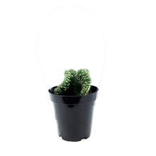 Load image into Gallery viewer, Cactus, 9cm, Opuntia Cylindrica Cris, Emerald Idol