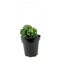 Load image into Gallery viewer, Cactus, 9cm, Cereus Monstrose 'Duende'