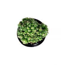 Load image into Gallery viewer, Cactus, 9cm, Cereus Monstrose 'Duende'