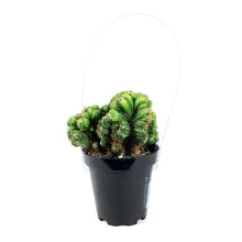 Load image into Gallery viewer, Cactus, 9cm, Cereus Yoke Num Chote