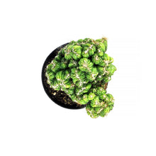 Load image into Gallery viewer, Cactus, 9cm, Cereus Yoke Num Chote