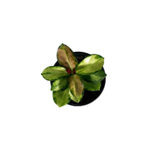 Load image into Gallery viewer, Hoya, 4in, Australis Lisa