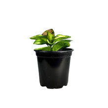 Load image into Gallery viewer, Hoya, 4in, Australis Lisa