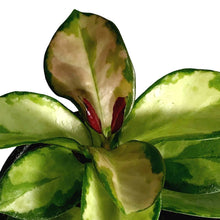 Load image into Gallery viewer, Hoya, 4in, Australis Lisa