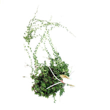 Load image into Gallery viewer, Hanging Basket, 4.5in, Succulent