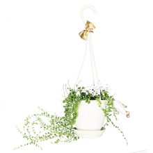 Load image into Gallery viewer, Hanging Basket, 4.5in, Succulent