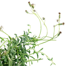Load image into Gallery viewer, Hanging Basket, 4.5in, Succulent