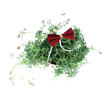Load image into Gallery viewer, Hanging Basket, 4.5in, Succulent