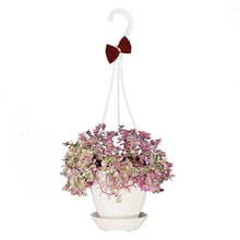 Load image into Gallery viewer, Hanging Basket, 4.5in, Succulent