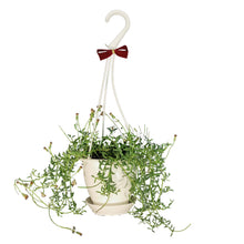 Load image into Gallery viewer, Hanging Basket, 4.5in, Succulent
