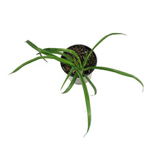 Load image into Gallery viewer, Hemerocallis, 1 gal, Fooled Me