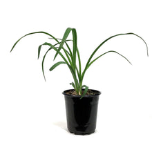 Load image into Gallery viewer, Hemerocallis, 1 gal, Fooled Me
