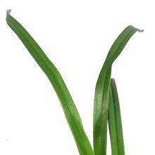 Load image into Gallery viewer, Hemerocallis, 1 gal, Fooled Me