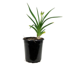 Load image into Gallery viewer, Hemerocallis, 1 gal, Lavender Blue Baby