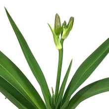 Load image into Gallery viewer, Hemerocallis, 1 gal, Lavender Blue Baby