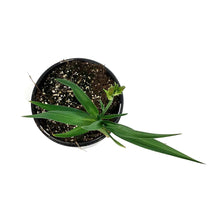 Load image into Gallery viewer, Hemerocallis, 1 gal, Lavender Blue Baby