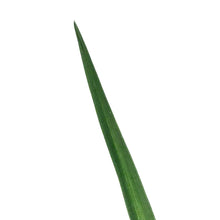 Load image into Gallery viewer, Hemerocallis, 1 gal, Lies & Lipstick